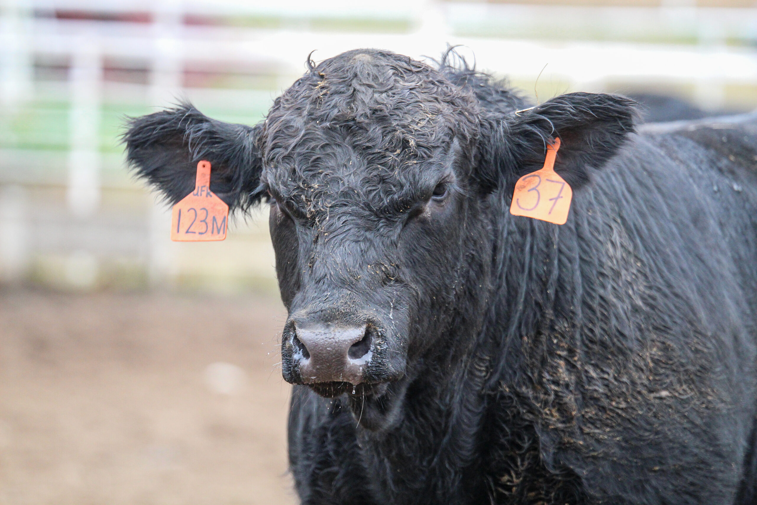 Connors State College Bi-Annual Bull Test Sale Concludes with Outstanding Results