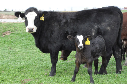 Purebred Ranch Operations