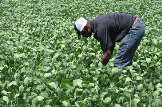 Plant & Soil Science